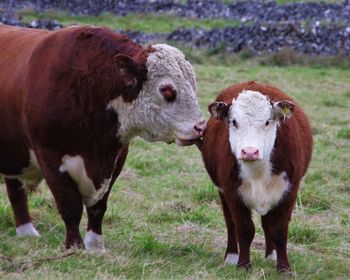 Close-up of cow standing on field