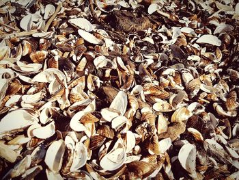 Full frame shot of dry leaves