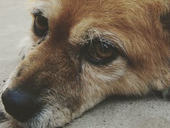 Close-up portrait of dog