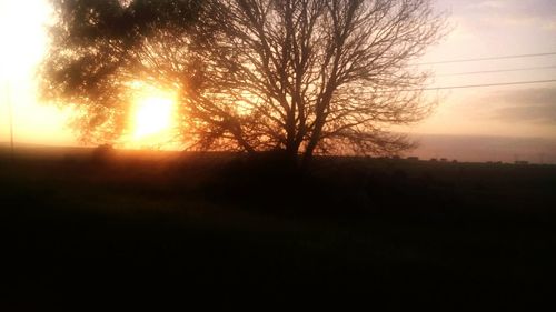 Silhouette of trees at sunset