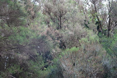 View of trees in forest