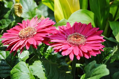 Close-up of pink daisy flowers