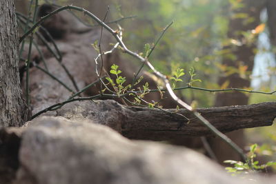 Close-up of plant growing on tree