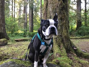 Close-up of dog in forest