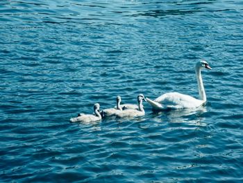 Swans swimming in lake