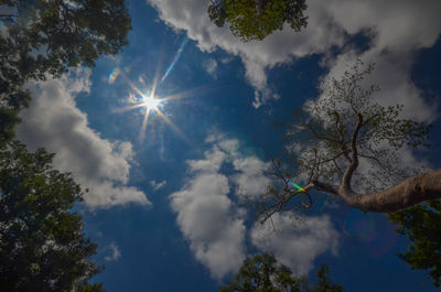 Low angle view of trees against blue sky