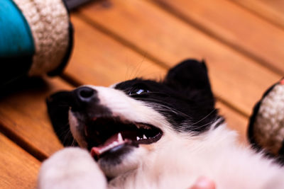 Close-up of dog relaxing at home