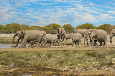 Elephants in the etosha national park namibia south africa