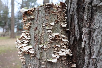 Close-up of mushroom growing on tree trunk