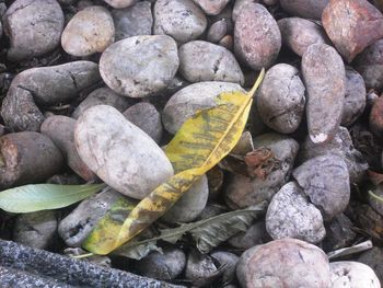 Close-up of lizard on rock