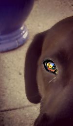 Close-up of dog