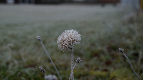 Close-up of flower against blurred background