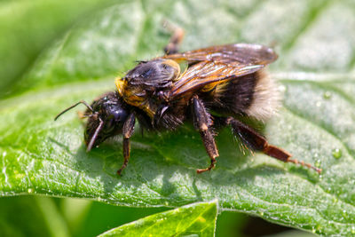 Close-up of insect on leaf