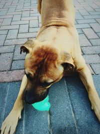 Dog looking away
