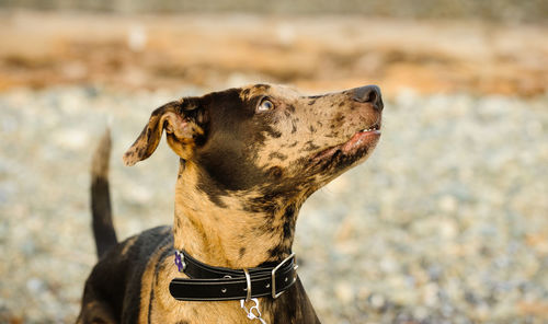 Close-up of dog on field