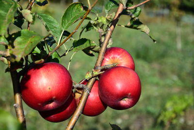 Close-up of apples growing on tree