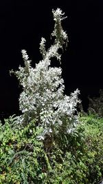 Plants growing in the dark