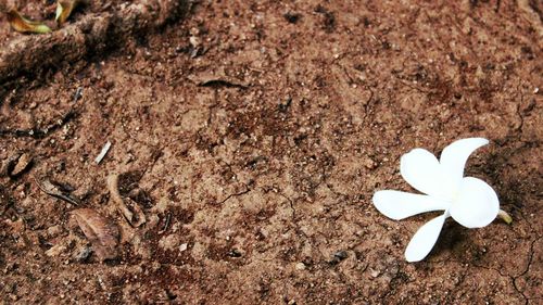 High angle view of flowers on sand