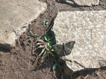 Close-up of plant