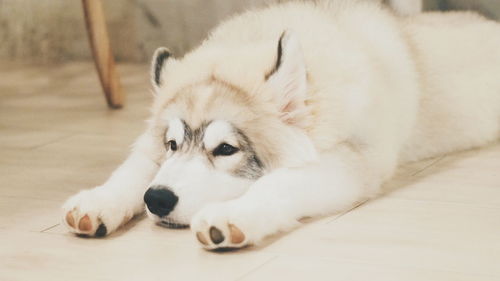 Close-up of dog lying on floor