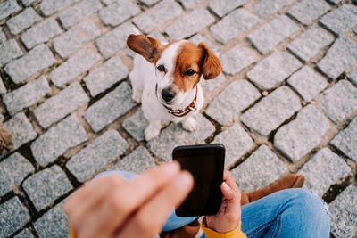 High angle view of dog holding smart phone