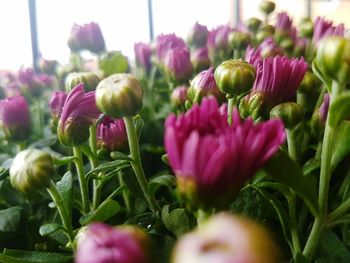 Macro shot of pink tulip flowers