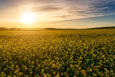 Rapeseed Field