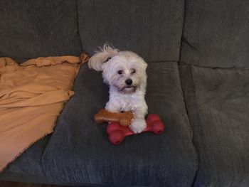 Portrait of dog relaxing on bed at home