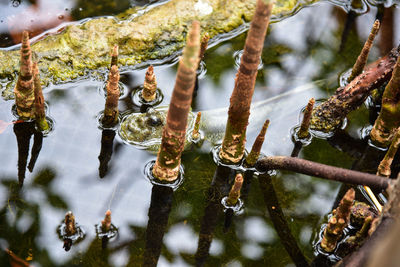 Close-up of icicles on tree during winter