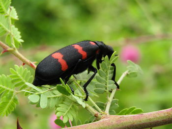 Close-up of insect on leaf