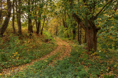 Trees growing in forest