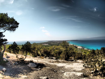 View of trees on beach