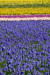 Close-up of fresh purple flowers in field