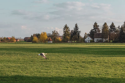 View of a bird in field