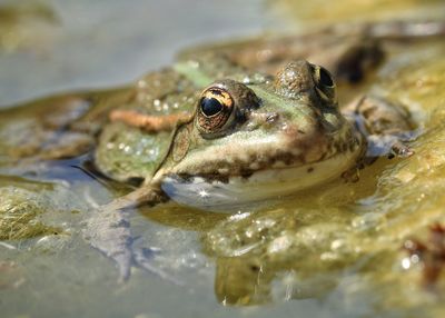 Close-up of frog in water