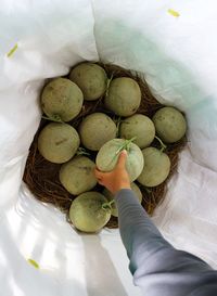 High angle view of hand holding fruits