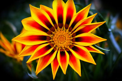 Close-up of yellow flower