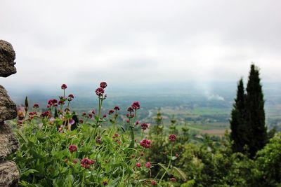 Plants growing on land against sky