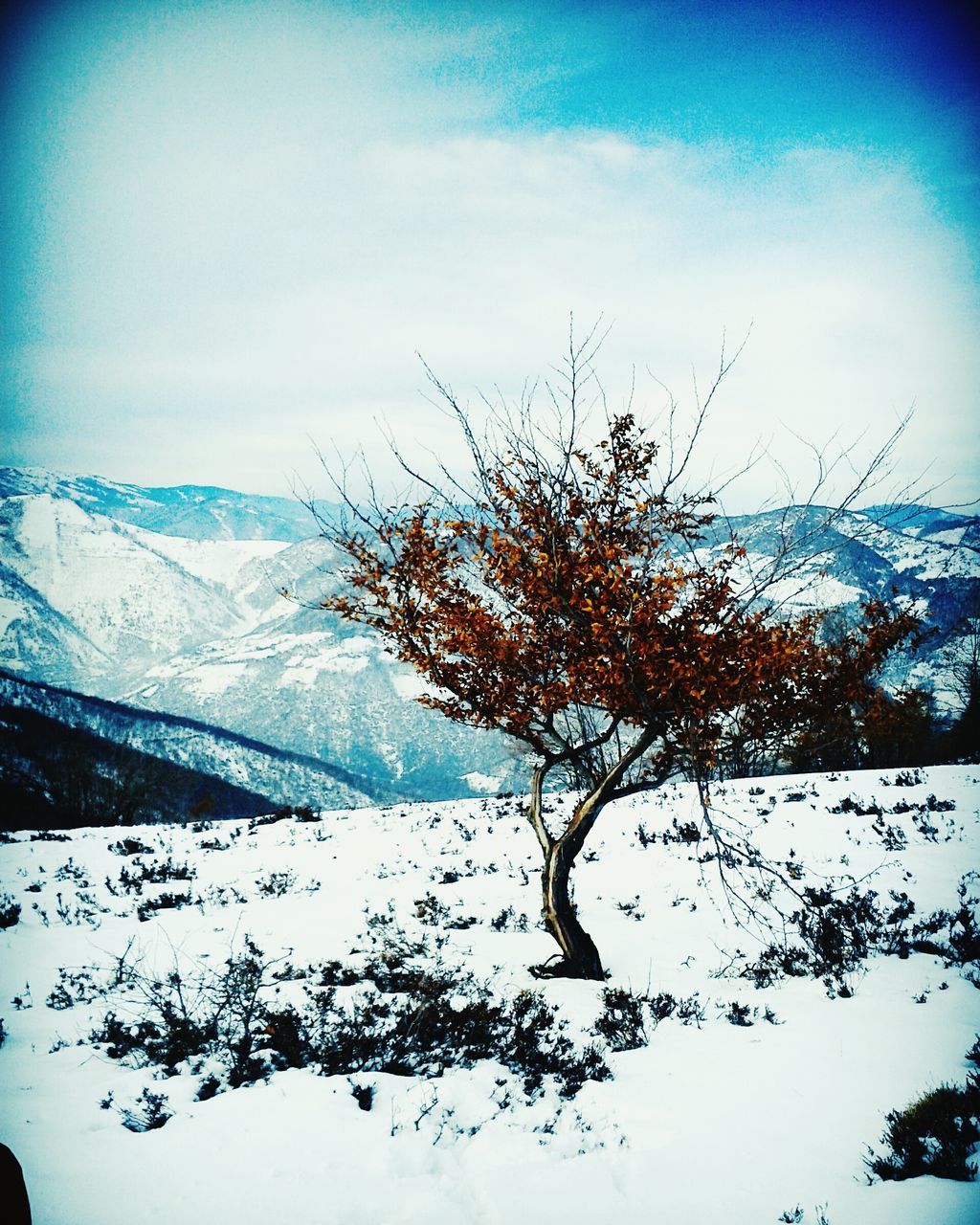 tree, nature, sky, no people, day, winter, outdoors, growth, beauty in nature, cold temperature, close-up, snow