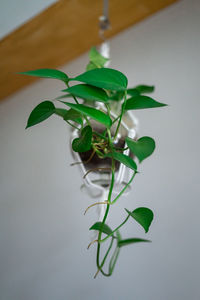 Close-up of plant against white background