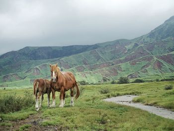 Horses in a field