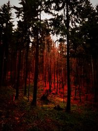 Trees in forest