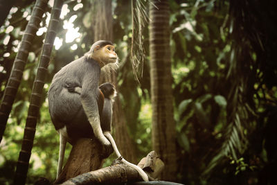 Low angle view of monkey sitting on land in forest