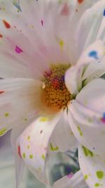 Macro shot of flower
