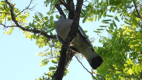 Low angle view of birds perching on branch