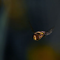 Close-up of bee against blurred background