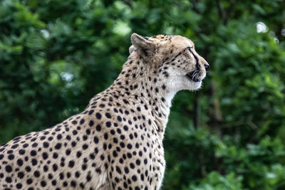 Close-up of a cat looking away