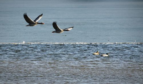 Seagulls flying over sea