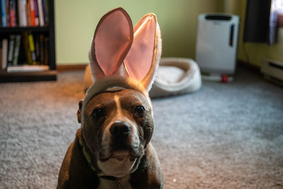Close-up portrait of dog at home