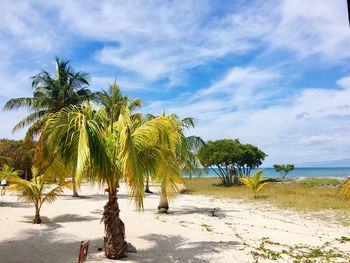 Palm trees on beach against sky